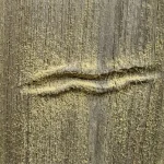 Tajni znak na licu Kako nabor na nosu otkriva skrivenu reakciju na pelud tajni-znak-na-licu-kako-nabor-na-nosu-otkriva-skrivenu.webp.webp